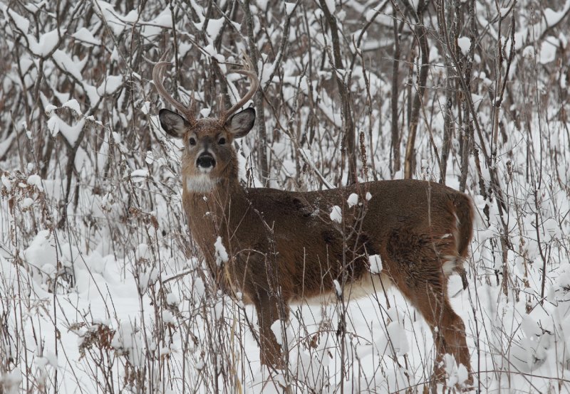 Buck 12-07-10 copy.jpg