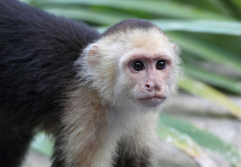 Baby Capuchin near pool III copy.jpg
