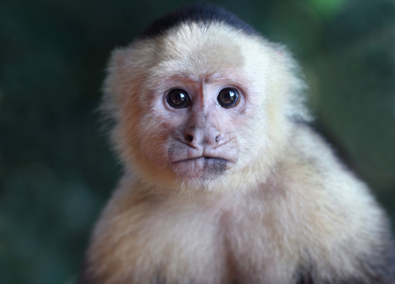 Capuchin near balcony III copy.jpg