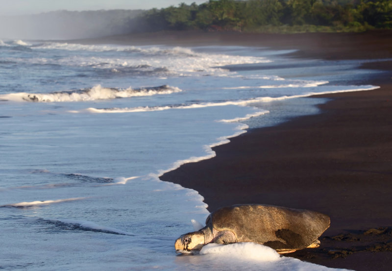 Returning to the sea after nesting copy.jpg