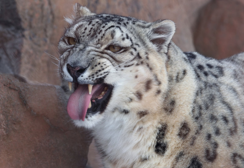 Snow Leopard scenting mate copy.jpg