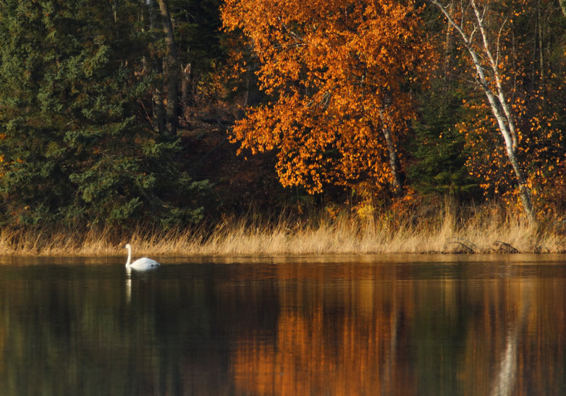 Swan in fall colors copy.jpg