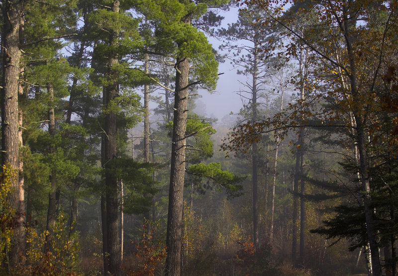 Pine Ridge woods scene.jpg