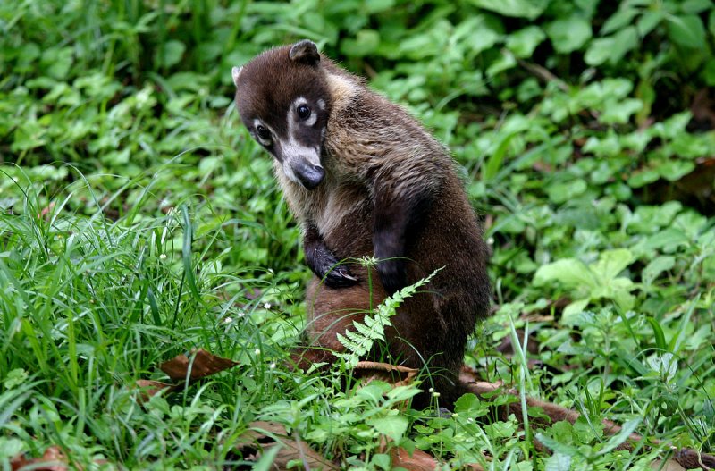 Coatimundi with an itch.jpg