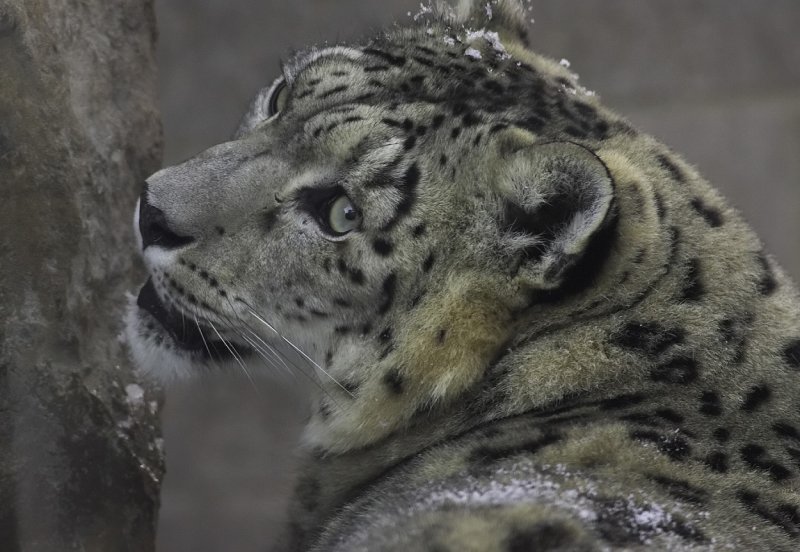 Snow Leopard 2.jpg