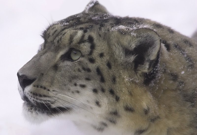 Snow Leopard 6.jpg