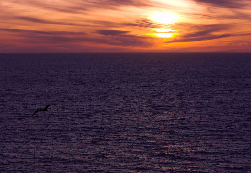 Frigate bird sunset.jpg