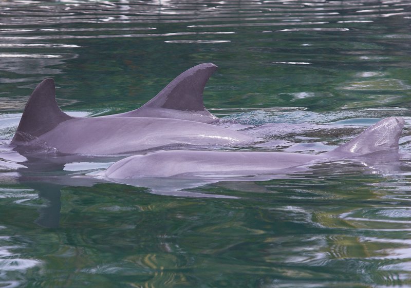 Dolphin in Puerto Aventuras II.jpg