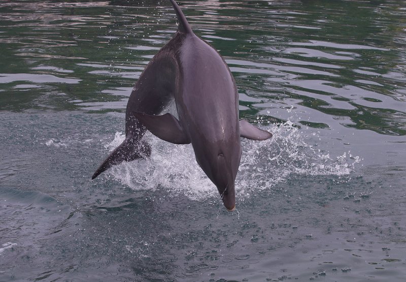 Dolphin in Puerto Aventuras III.jpg