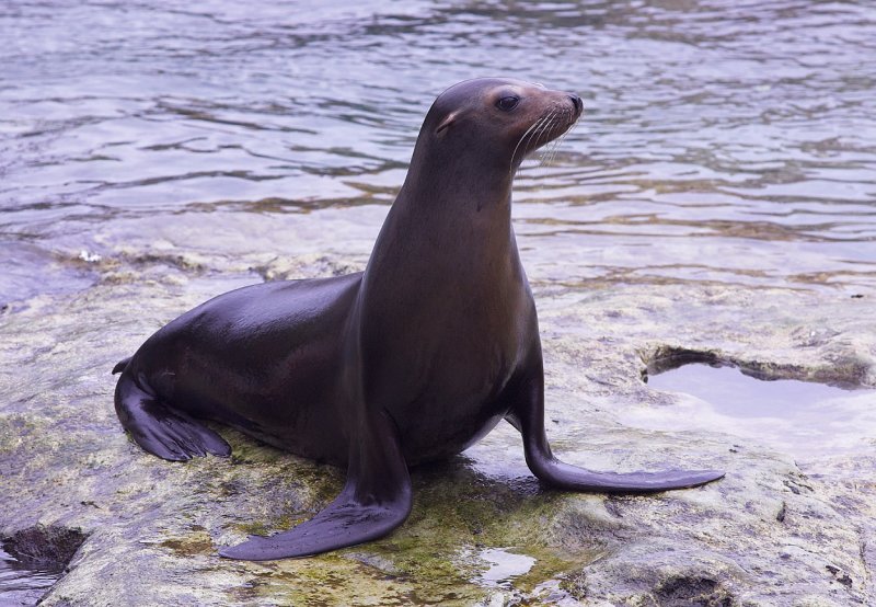Seal in Puerto Aventuras.jpg