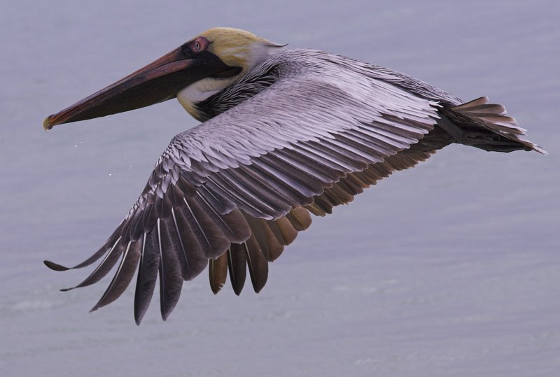 Pelican feeding over Playa Aventuras.jpg