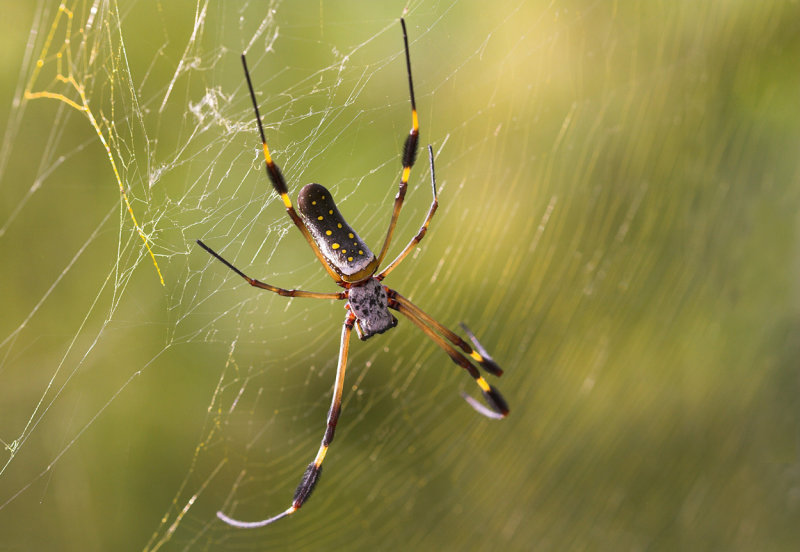 Golden silk spider.jpg