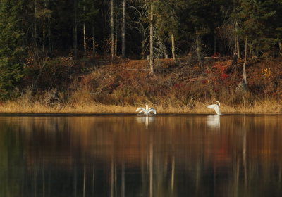 Swans along fall shoreline copy.jpg