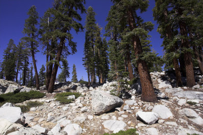 High Sierra Treeline.jpg