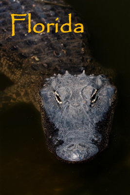 Florida Calendar