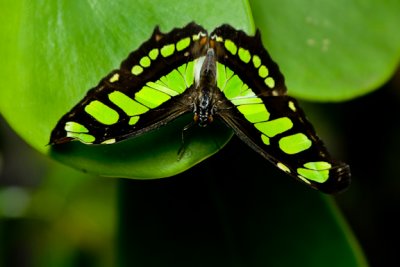 Insects
