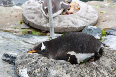 Penguins