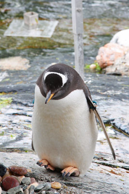 Penguin