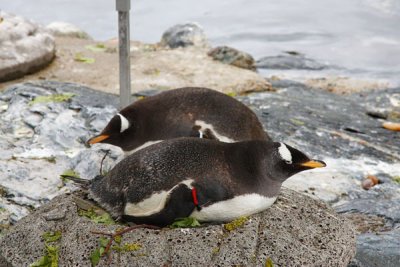 Penguins