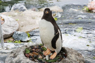 Penguin