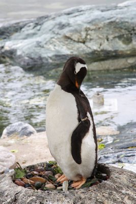 Penguin