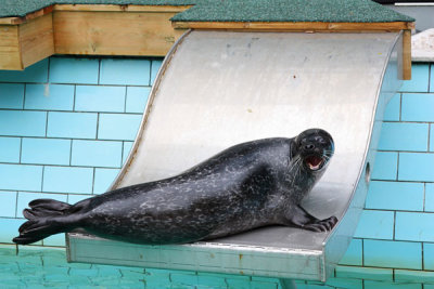 Sea lion