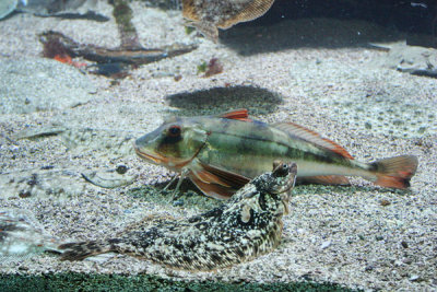 Walking fish