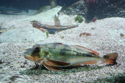 Walking fish