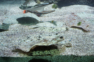Flat fish