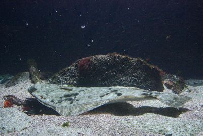 Flat fish