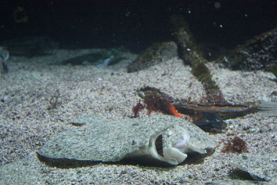 Flat fish