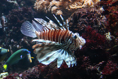 Scorpion fish