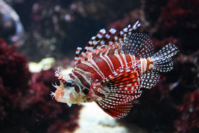 Scorpion fish