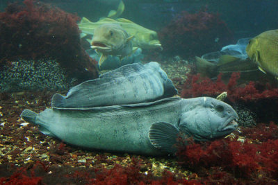 Wolf fish