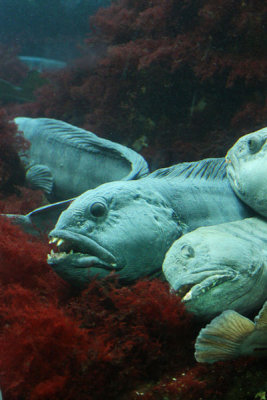 Wolf fish