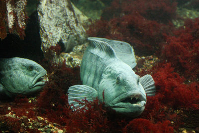 Wolf fish