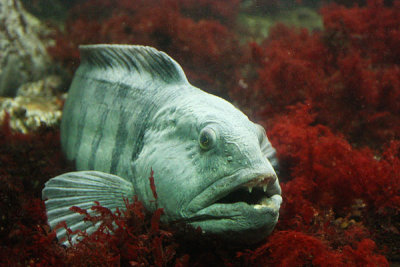 Wolf fish