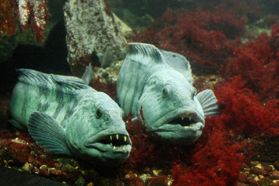 Wolf fish