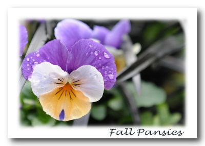 Fall Pansies