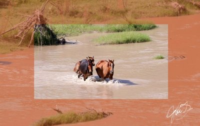 Mule and Horses.jpg