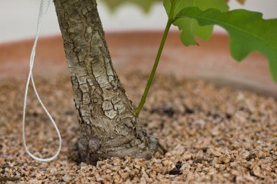 Double Trunk Possibility