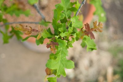 Pruning Potential