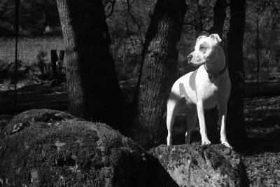 King of the Mountain.jpg