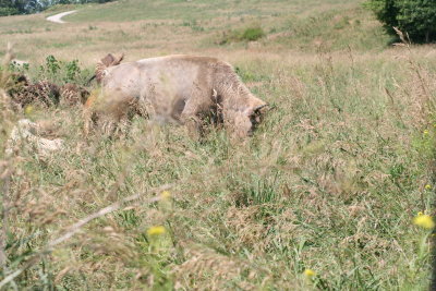 2009 07 10 026.JPG