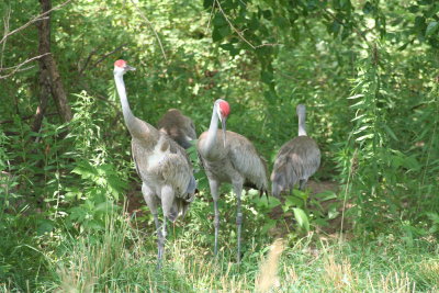 2009 07 10 013.JPG