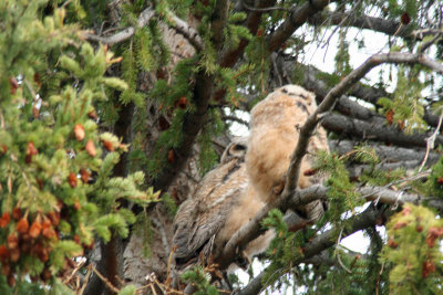 2 of 3 owlets at Mammoth