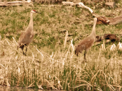 Sandhills