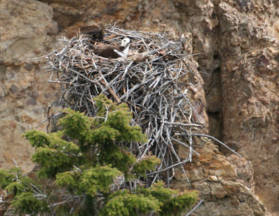 osprey nest