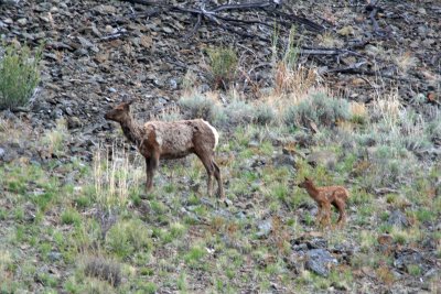 New Elk Calf
