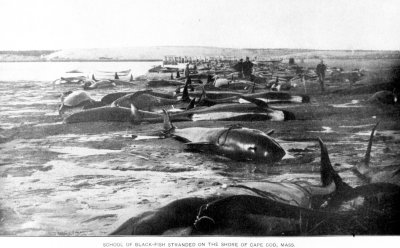 blackfish_1903.jpg